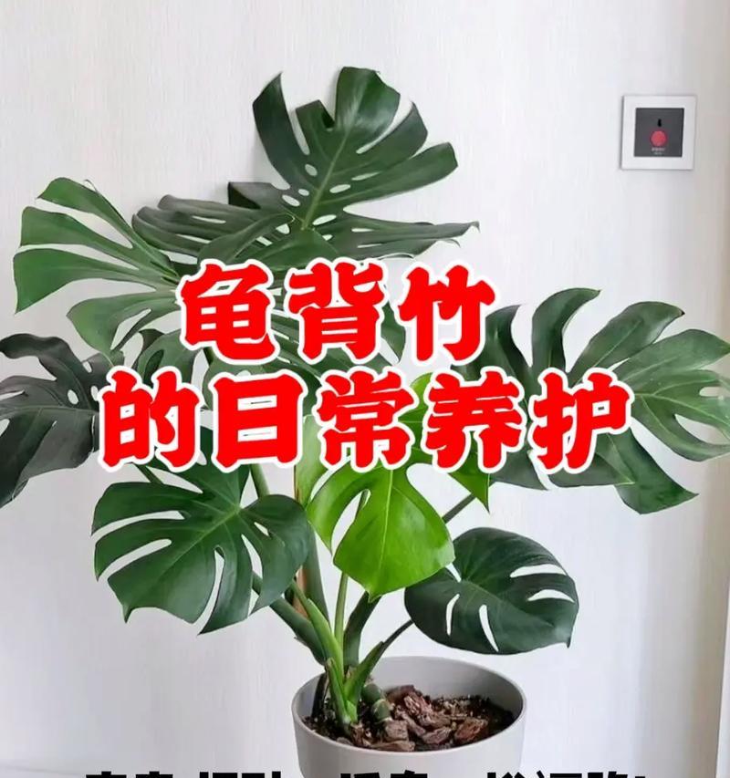 日常养花有哪些实用技巧？