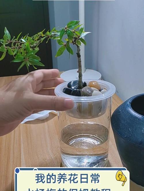 日常养花有哪些实用技巧？