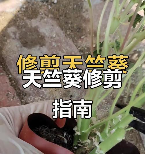 天竺葵修剪的最佳月份是什么时候？如何修剪？