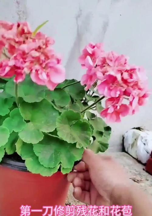 天竺葵修剪的最佳月份是什么时候？如何修剪？