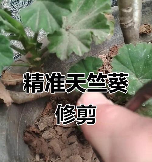 天竺葵修剪的最佳月份是什么时候？如何修剪？