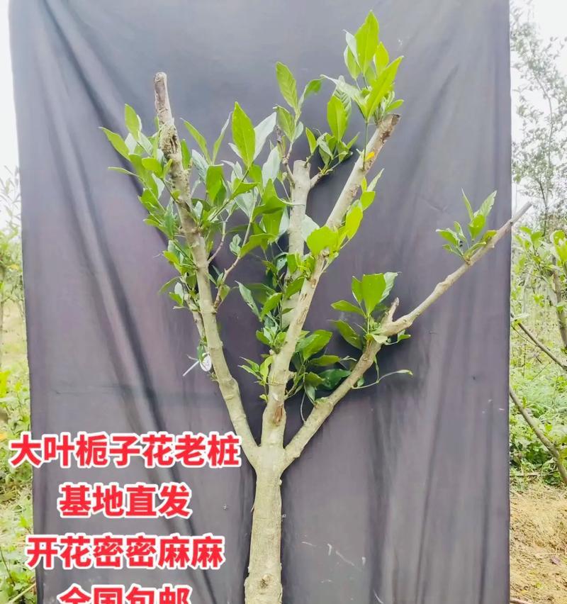 野生栀子盆景老桩怎么养？