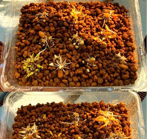 小球根植物配土比例怎么算？如何保证其生长健康？
