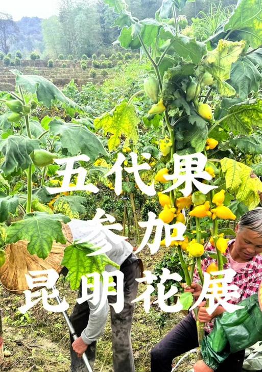 五代同堂果栽培技术是什么？如何进行有效管理？