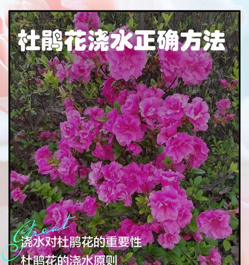 花种子浇水的正确方法有哪些？