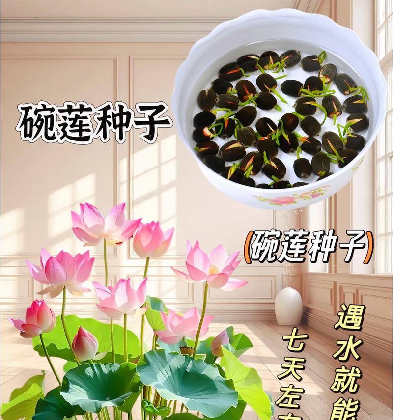 花种子浇水的正确方法有哪些？