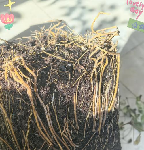 铁线莲枝条生长过快过细的解决措施是什么？
