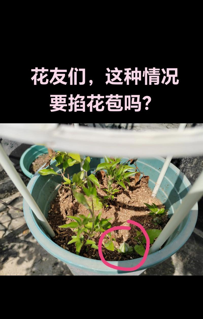 铁线莲枝条生长过快过细的解决措施是什么？