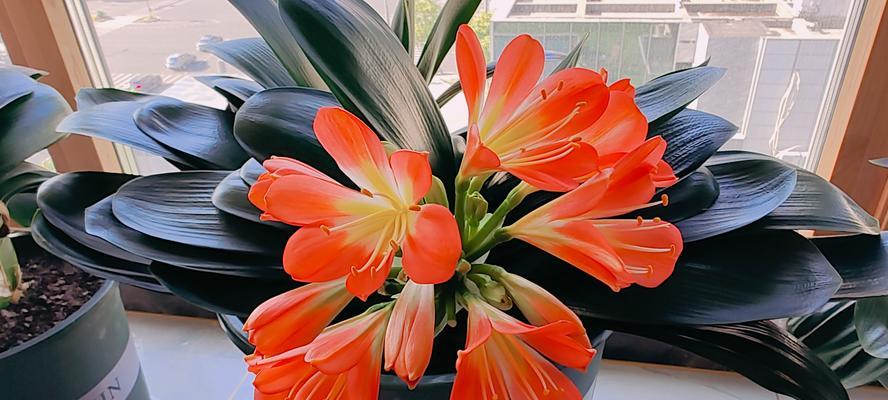 君子兰怎样才能开花？促进君子兰开花的技巧有哪些？