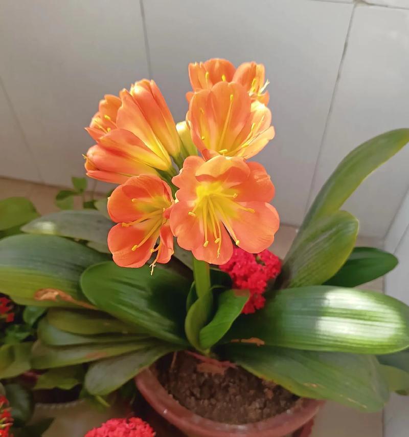 君子兰怎样才能开花？促进君子兰开花的技巧有哪些？