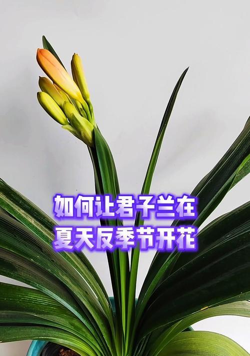 君子兰怎样才能开花？促进君子兰开花的技巧有哪些？