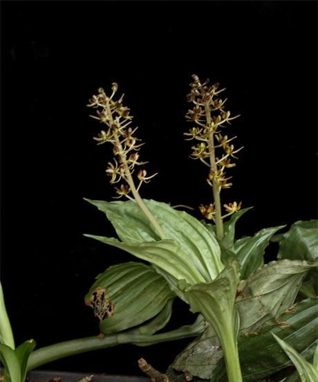 竹溪兰科植物包含哪些品种？