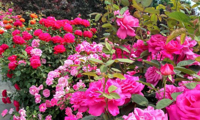 月季花新古塔怎么养？月季花新古塔的栽培技巧分享！