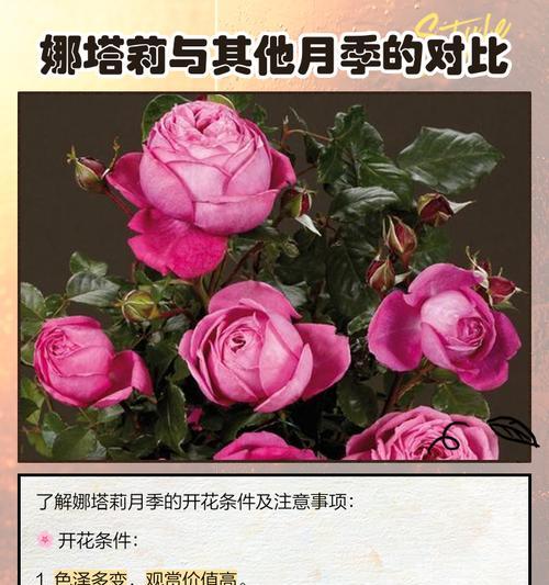 月季花新古塔怎么养？月季花新古塔的栽培技巧分享！