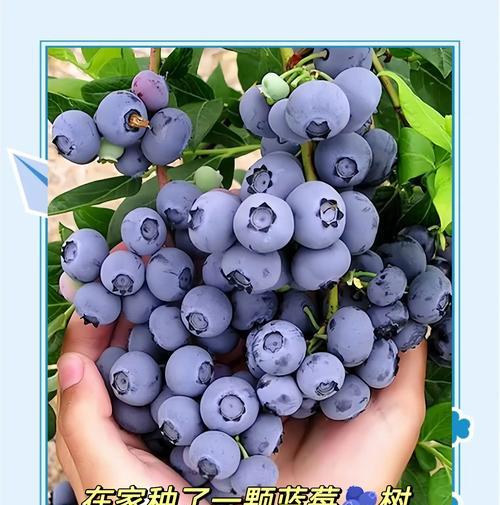 蓝莓栽培技术规程有哪些要求？