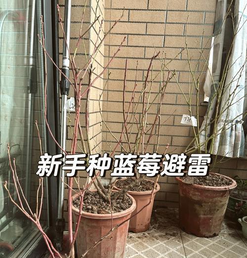 蓝莓栽培技术规程有哪些要求？