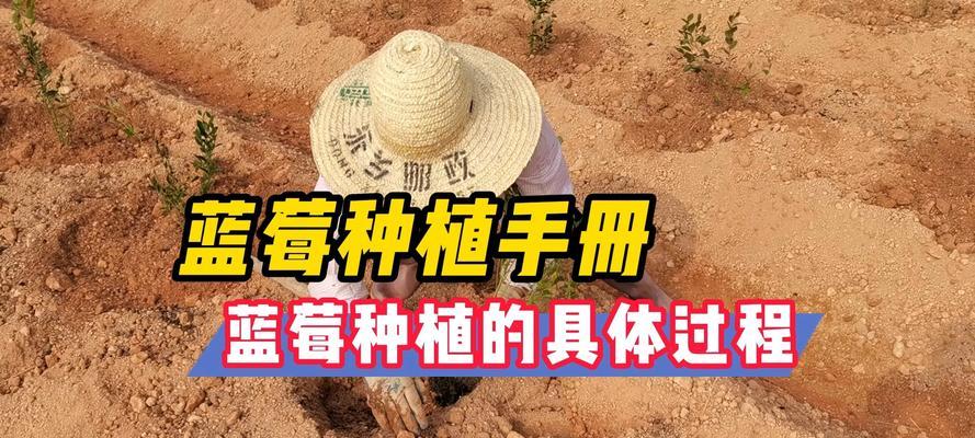 蓝莓栽培技术规程有哪些要求？