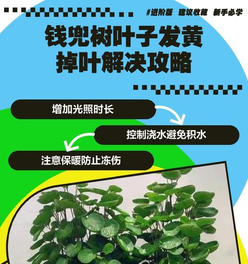 小橘子树叶子发黄掉落的处理方法？