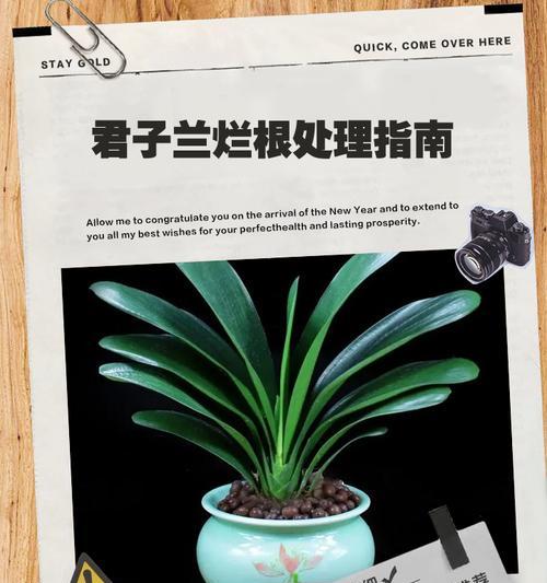 君子兰无根时应选择哪种土壤？