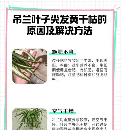 叶子代谢发黄怎么办？有哪些解决方法？