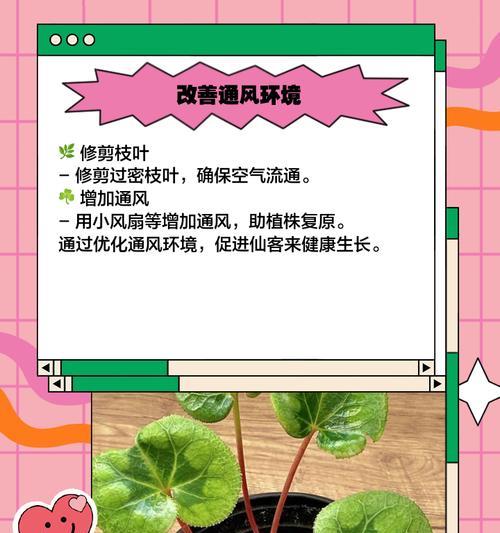 叶子代谢发黄怎么办？有哪些解决方法？