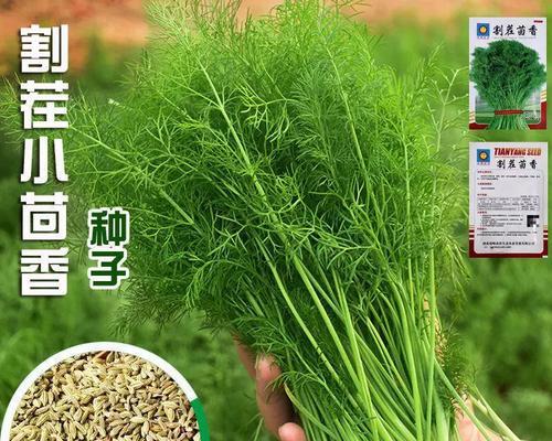 大棚茴香的最佳播种时间是什么时候？