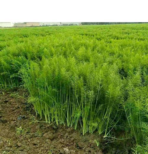 大棚茴香的最佳播种时间是什么时候？