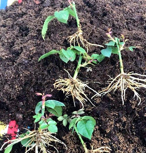 木本植物发芽期的养护与管理方法是什么？