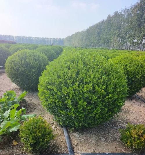 木本植物发芽期的养护与管理方法是什么？