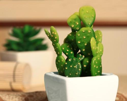 哪些小植物适合用作观赏植物？
