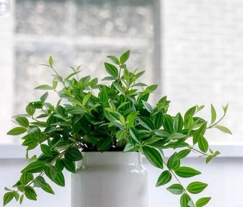 哪些小植物适合用作观赏植物？