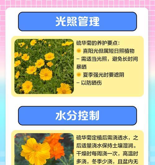 硫华菊播种的最佳时间是什么时候？