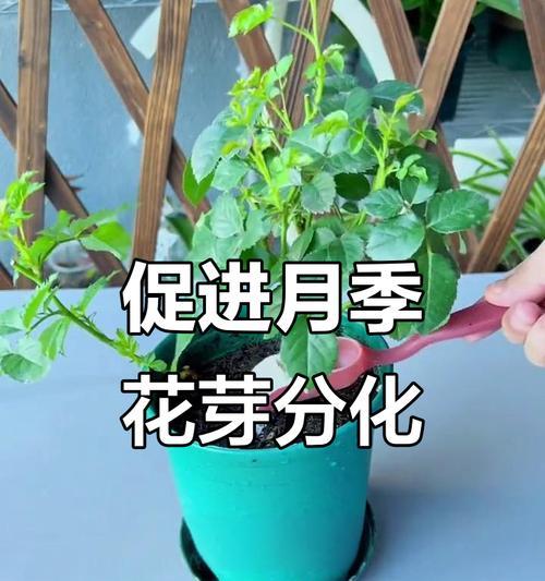 月季如何促进新芽生长？有哪些技巧？