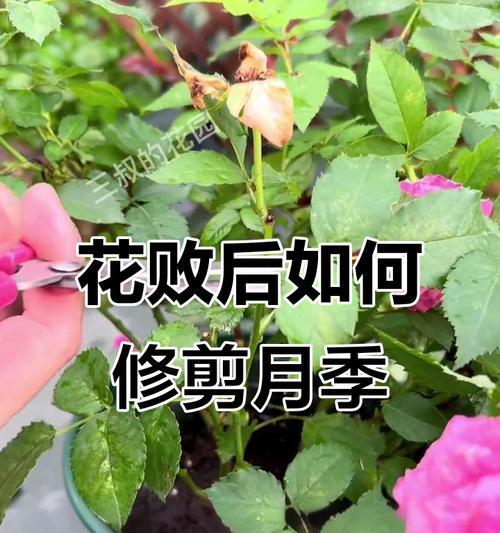 月季如何促进新芽生长？有哪些技巧？