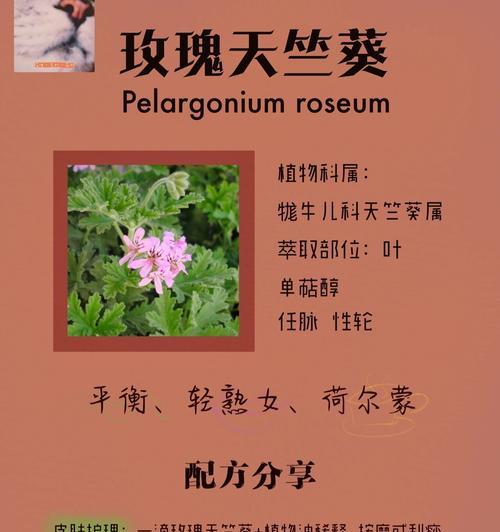 摩洛哥天竺葵小苗的养护方法是什么？怎样才能养好小苗？