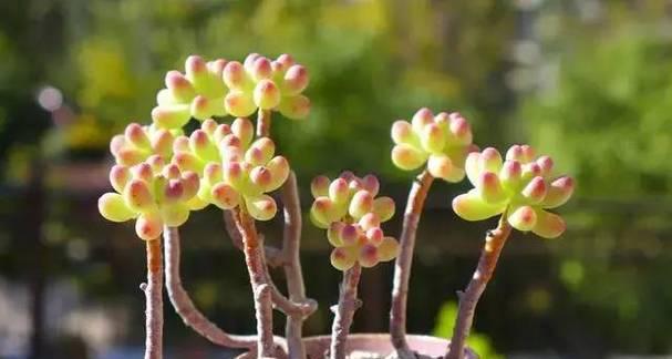 摩洛哥天竺葵小苗的养护方法是什么？怎样才能养好小苗？
