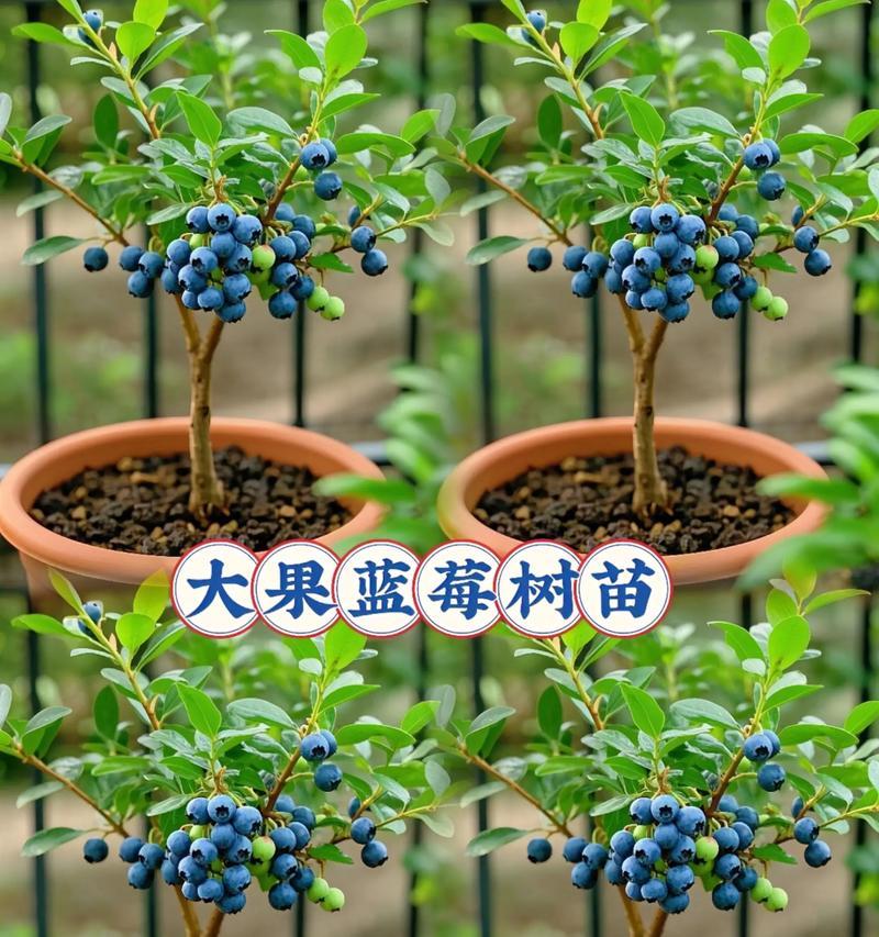 蓝莓苗浇水技巧：如何正确进行？