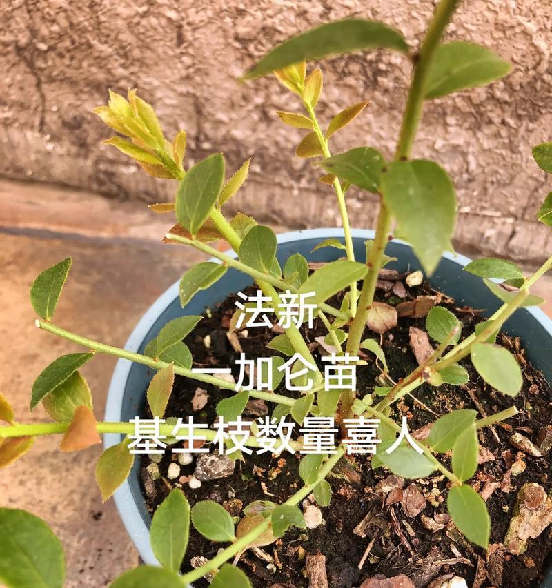 蓝莓苗浇水技巧：如何正确进行？