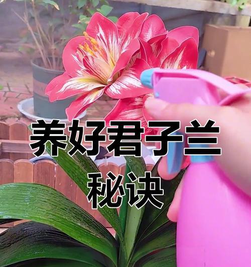 君子兰换头怎么换好看？有哪些技巧可以让君子兰换头更美观？