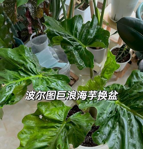 海芋叶子发黄需要修剪吗？如何正确修剪？