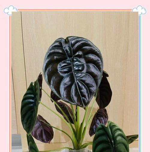 海芋叶子发黄需要修剪吗？如何正确修剪？