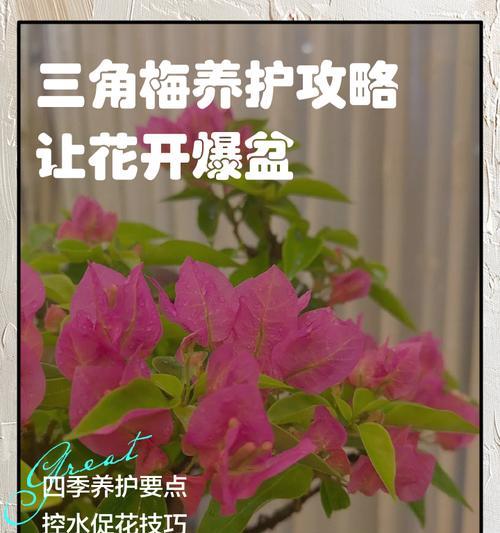 三角梅生桩枝条养护要点是什么？