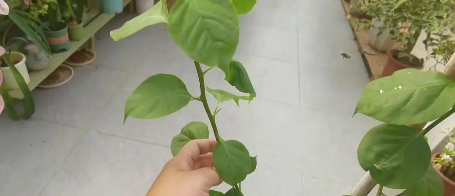 三角梅生桩枝条养护要点是什么？