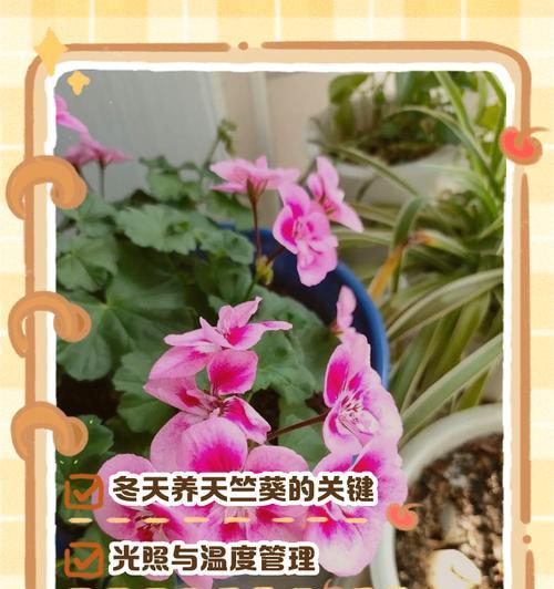 如何让天竺葵长得更高大？天竺葵生长的秘诀是什么？