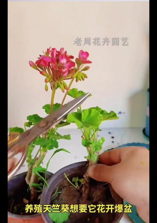如何让天竺葵长得更高大？天竺葵生长的秘诀是什么？
