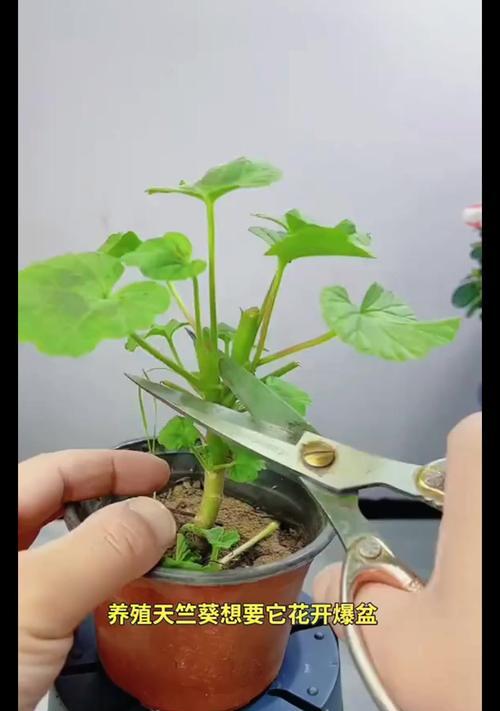 如何让天竺葵长得更高大？天竺葵生长的秘诀是什么？