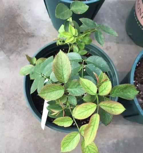 月季缺蛋怎么处理干净？有哪些有效方法？