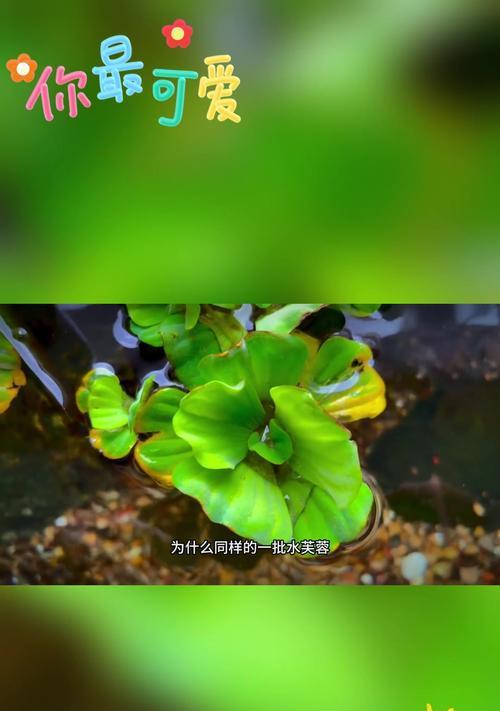 水芙蓉叶子发黄干是什么原因？