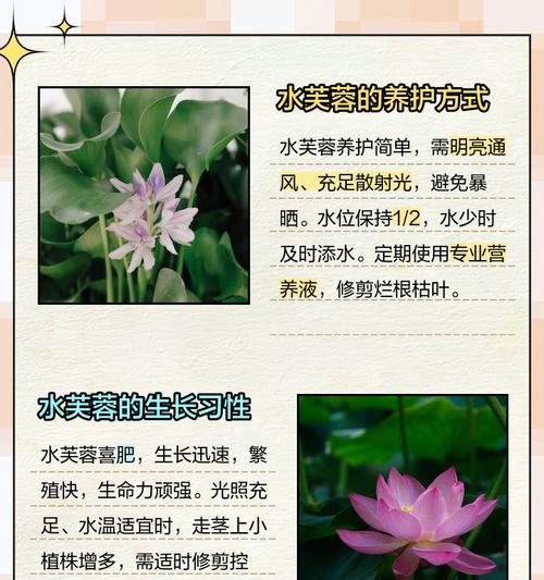水芙蓉叶子发黄干是什么原因？