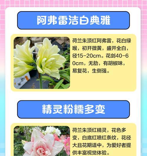朱顶红上面粉下面白是什么品种？